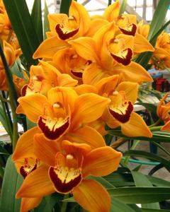 Cymbidium Ernest Hetherington