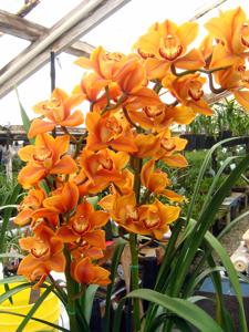 Cymbidium Hazel Fay