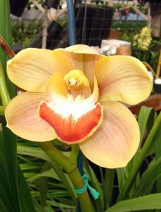 Cymbidium Coratea