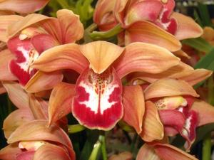 Cymbidium Beach Girl