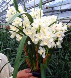 Cymbidium Arkaba