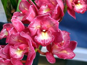 Cymbidium Sweet Wine