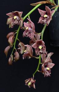 Cymbidium Neal Tadlock