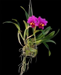 Rhyncholaeliocattleya Lucky Strike