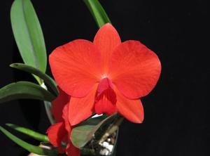 Cattleya Minipet