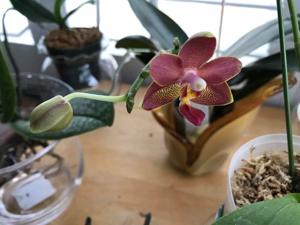 Phalaenopsis KS Balm