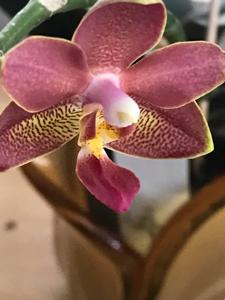 Phalaenopsis KS Balm