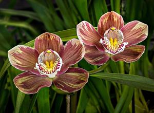 Cymbidium Wallamurra