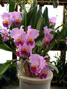 Cattleya Horace