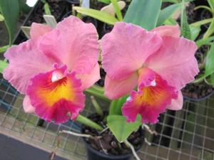 Cattleya Royal Beau