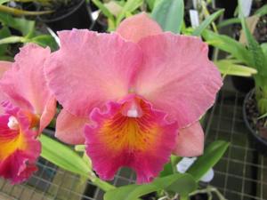 Cattleya Royal Beau