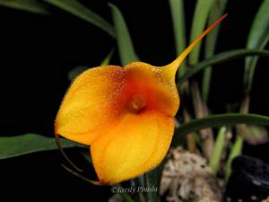 Masdevallia Angel Frost