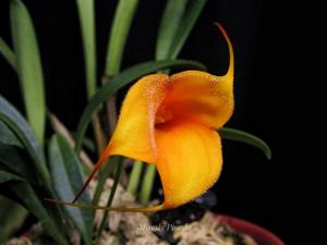 Masdevallia Angel Frost