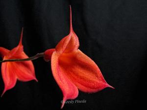 Masdevallia Joy Edstrom