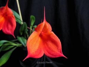 Masdevallia Joy Edstrom