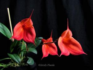 Masdevallia Joy Edstrom