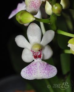Phalaenopsis LOC Parichibae