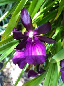 Miltonia Takatsu