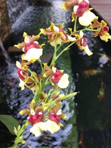 Oncidium Space Race