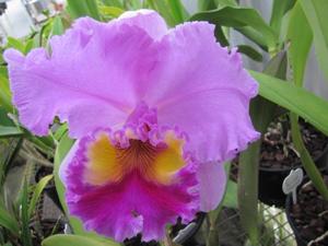 Rhyncholaeliocattleya Sylvia Fry