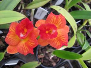 Cattleya Dream Weaver