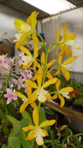 Enanthleya Burdekin Surprise