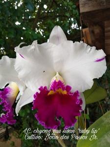 Cattleya Chyong Guu Swan