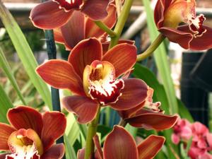 Cymbidium Peito Lake