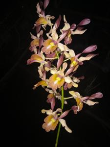 Dendrobium Kaifano-Ayu Peeters