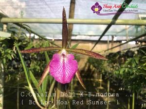 Brassocattleya Loc Hoa Red Sunset