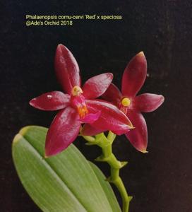 Phalaenopsis Meen Estrella