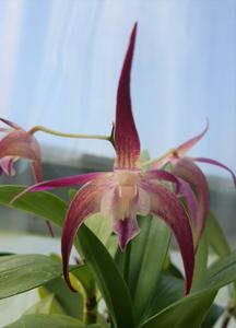Dendrobium Yondi Surprise