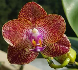 Phalaenopsis Mituo King