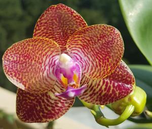 Phalaenopsis Mituo King