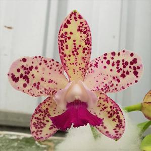 Cattleya Caudabec Candy