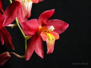 Oncidium Lois Posey