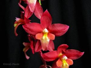 Oncidium Lois Posey