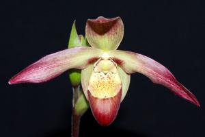 Phragmipedium After-Glo