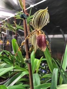 Paphiopedilum Susan Booth