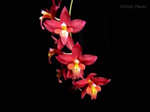 Oncidium Lois Posey