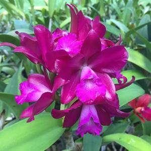 Cattlianthe Qing Ming Thirteen