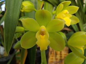 Cymbidium Fifi