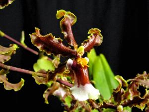 Cyrtocidium Panaforest