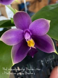 Phalaenopsis Samera