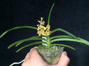 Vanda christensoniana-miniata