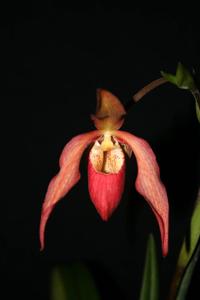 Phragmipedium Mountain Maid