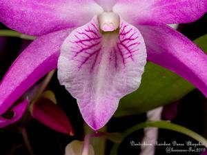 Dendrobium Rainbow Dance