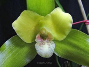 Lycaste Agnette