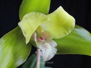 Lycaste Agnette