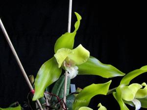 Lycaste Agnette